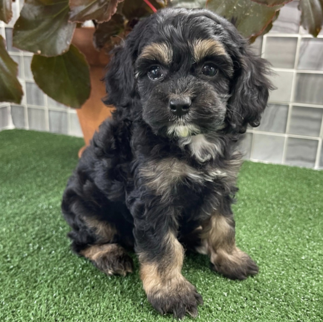 comprar cachorros sanos, baratos y asequibles para la venta